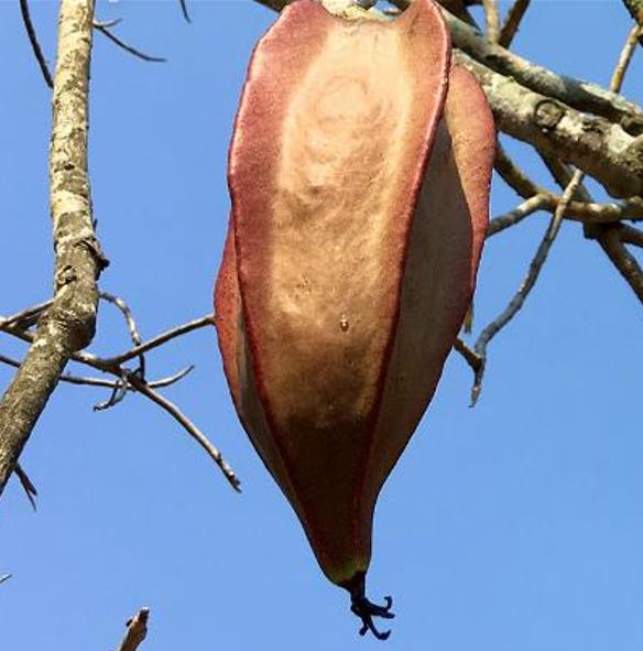 Jacaratia mexicana 'Maroon' - Nome comum: Jacaratia Mexicana, Mamão Papaya Mexicano, Jacarácia, Mamão B