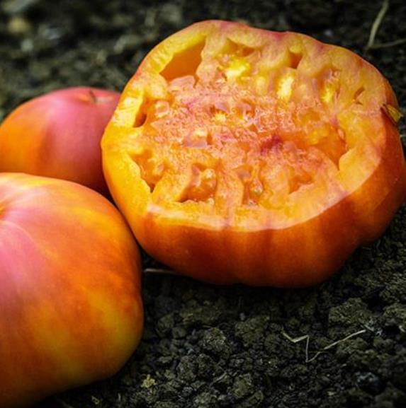 Solanum lycopersicon Pineaplle Striped - Tomate Abacaxi