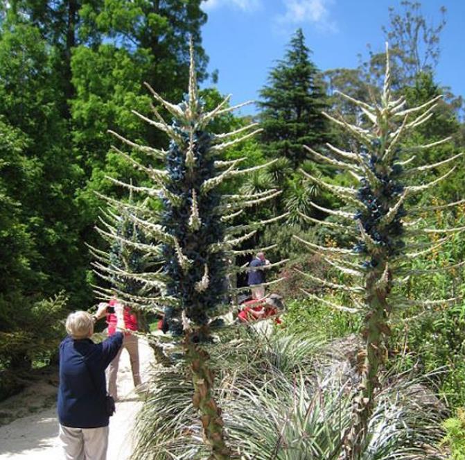 Puya alpestris - Bromélia Torre de Safira, Bromélia Flor Azul Pavão, Bromélia Alpestris
