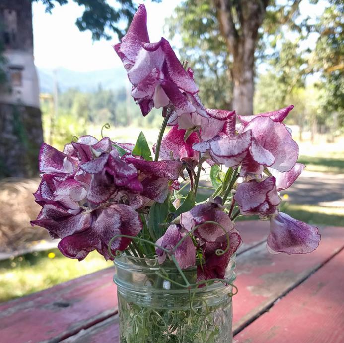 Lathyrus odoratus 'Ripple Wiltshire' - Ervilha Doce Aromática Ripple Wiltshire, Ervilha Doce Perfumada de Spencer 'Wilt