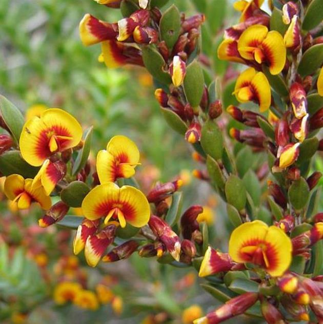 Eutaxia myrtifolia - Esperance Wildflower, Flor Selvagem de Esperance, Arbusto Ovos e Bacon, Eggs & B