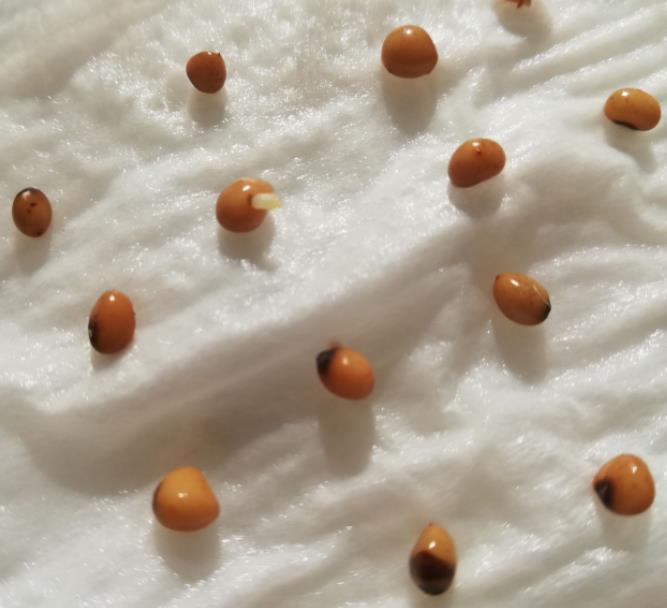 Convallaria majalis - Lirio do Vale, Muguet, Lírio de Maio, Lily of the Valley