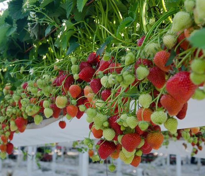 Fragaria vesca  Alexandra - Morango Alexandra