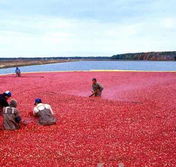 Vaccinium macrocarpon - Cereja Oxicoco, Oxycocus, American Cranberry Oxycoccus