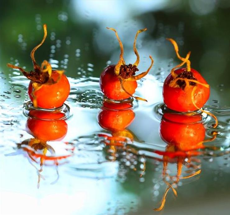 Rosa rubiginosa (Rosa eglanteria) - Arbusto Rosa Mosqueta Rubiginosa, Rosa do Vinho, Rosa Eglanteria