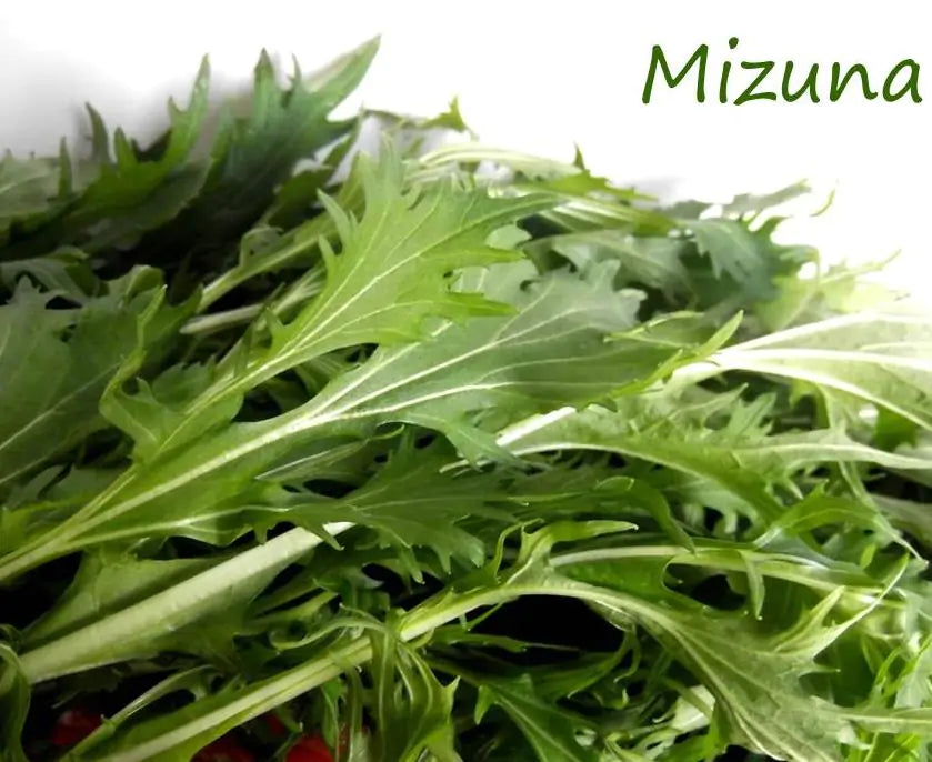 Brassica rapa ssp Japonica Mizuna Greens (C.O) - Mizuna Kyona, Couve Mostarda Japonesa, Mizuna Verde, Vitamina Verde Kyo