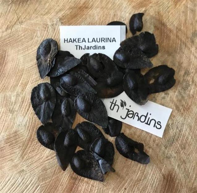 Hakea laurina - Protea Hakea Almofada de Alfinetes, Pincushion Hakea, Hakea Ouriço do Mar