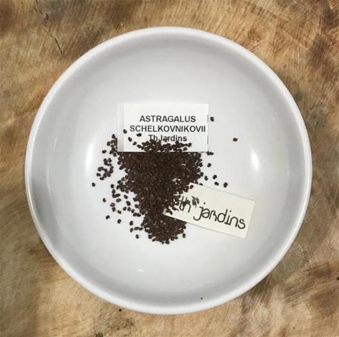 Astragalus schelkovnikovii - Erva da Longevidade,  Astragalo Armênio, Locoweed