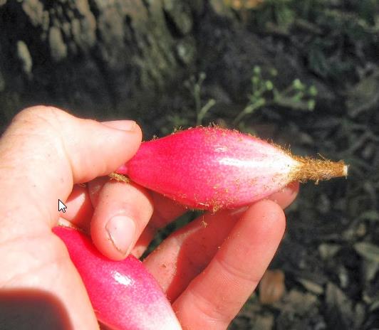 Bromelia karatas - Bromélia saborosa Pinuela, Piñuelas, Bromélia de Plumier