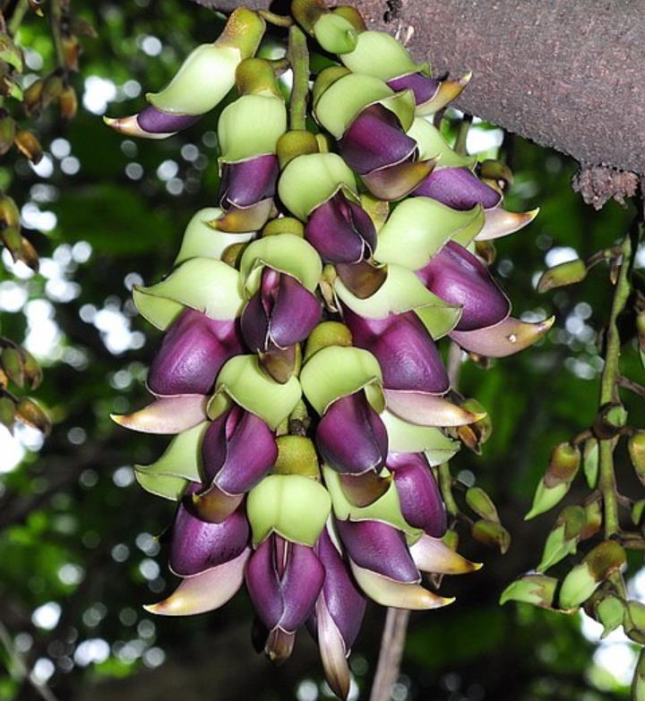 Mucuna macrocarpa - Trepadeira Jade Bicolor, Trepadeira Jade Negra