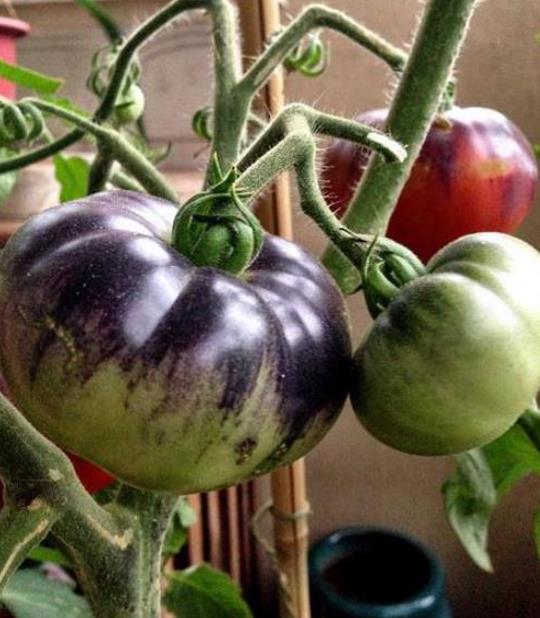Solanum lycopersicon Blue beauty - Tomate azul Brad Gates, Tomate Beleza Azul,  Tomate Blue Beauty