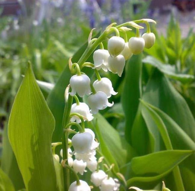 Convallaria majalis - Lirio do Vale, Muguet, Lírio de Maio, Lily of the Valley