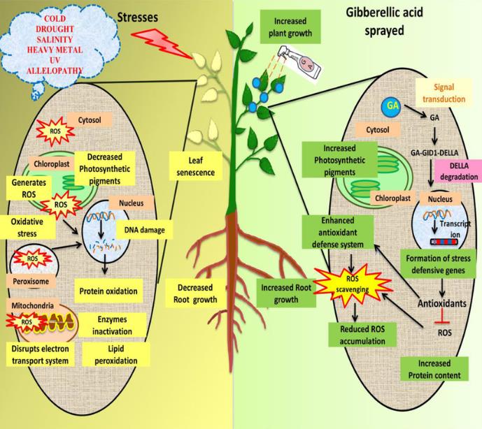 Ácido Giberélico - Giberelina - GA3 (+90%) - GA3 - Ácido Giberélico - Hormônio Vegetal