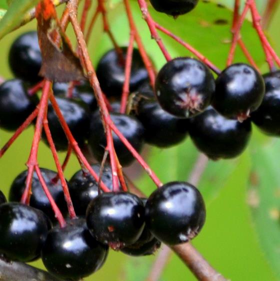 Aronia melanocarpa (Photinia melanocarpa) - Cereja negra, Aronia berry, Black chokeberries