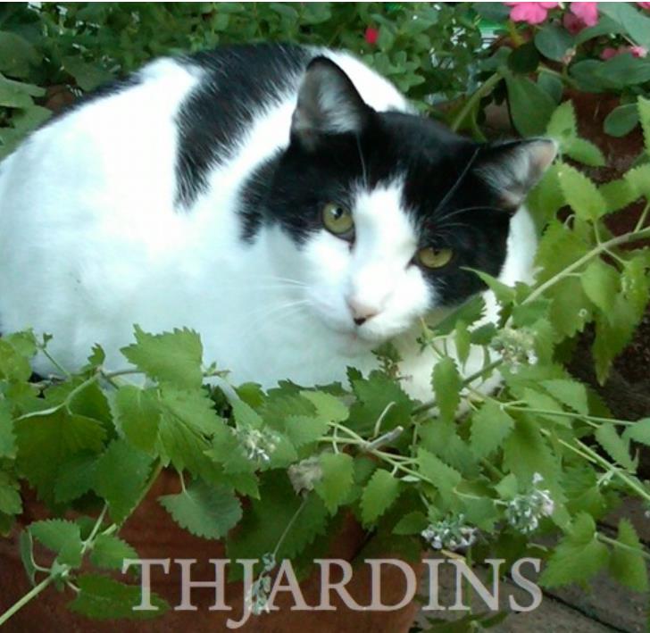 Nepeta cataria 'Citriodora' - Bálsamo do Campo, Bálsamo de Limão, Erva dos Gatos Essência Limão, Catnip Citrad