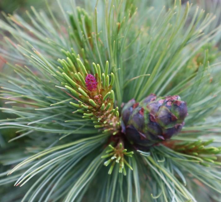 Pinus pumila - Pinheiro Anão, Pinheiro de Pedra Anão, Pinheiro Anão Japonês, Pinheiro de Pedra