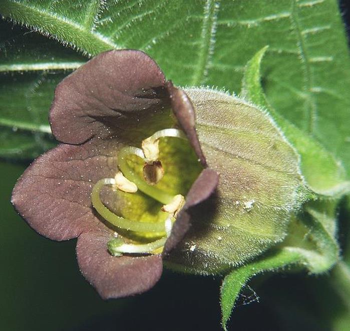 Atropa belladonna - Beladona, Atropa Bella-Donna, Erva do Diabo, Cereja da Morte, Deadly Nightshade