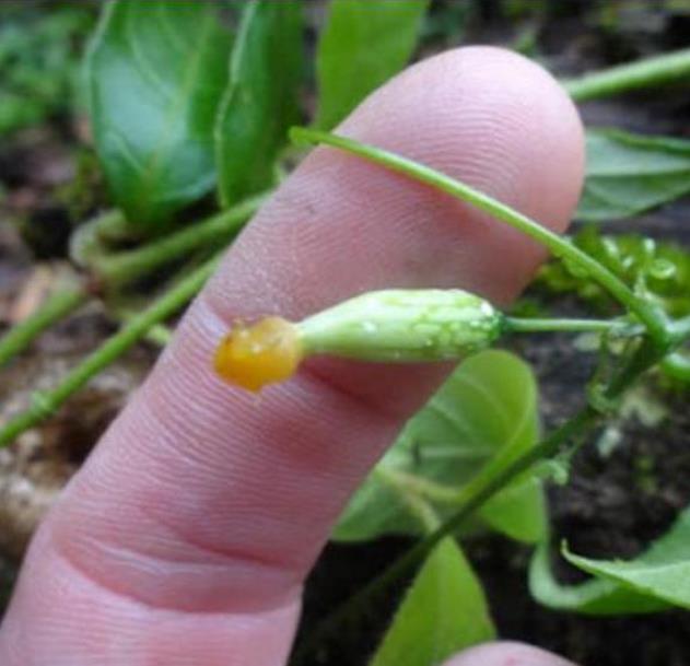 Melothria dulcis - Melotria Doce, Mini Melancia Doce, Pepino doce