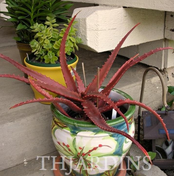 Aloe cameronii var. Vermelho - Aloe vermelha