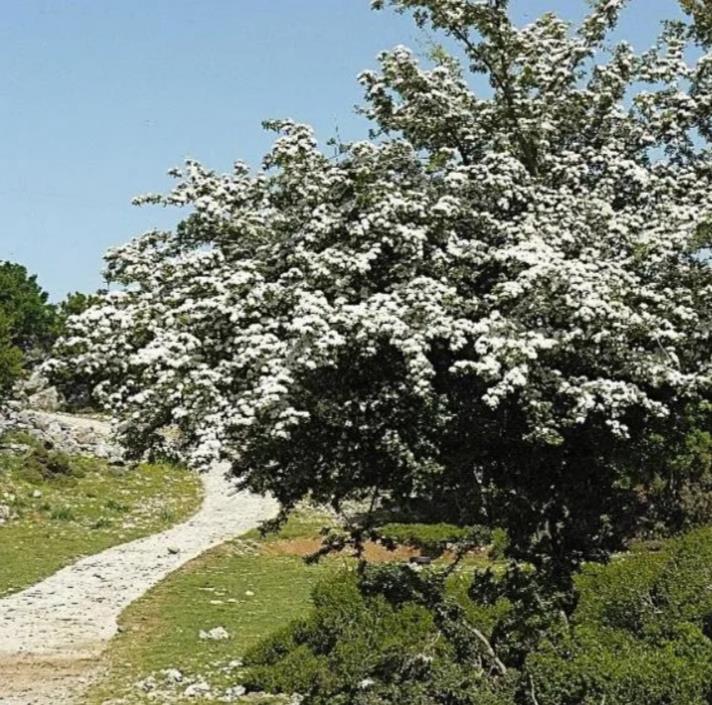Crataegus laevigata (Crataegus oxycantha) - Planta do Coração, Hawthorn Berry - Espinheiro Alvar