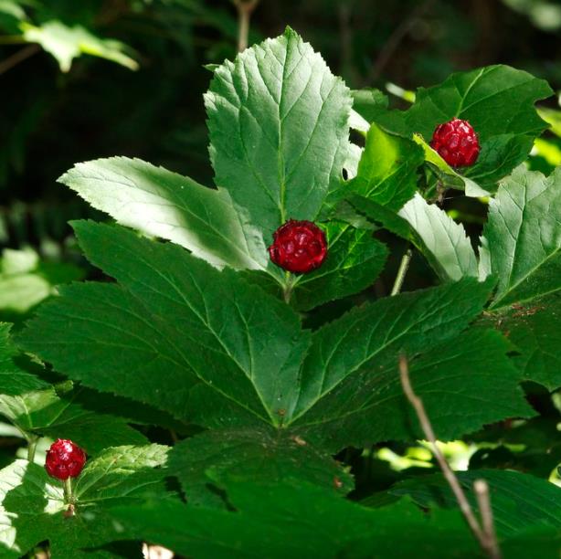 Hydrastis canadensis - Raiz dourada, Raiz de ouro, Goldenseal