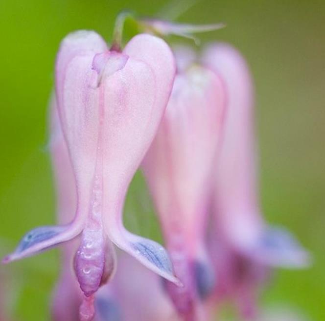 Dicentra eximia -  Coração Sangrento, Samambaia Coração Sangrento