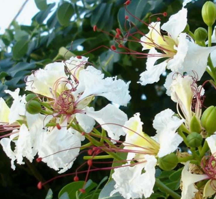 Delonix decaryi - Flamboyant Garrafa, Decary's Poinciana, Poinciana adansonioides Decaryi