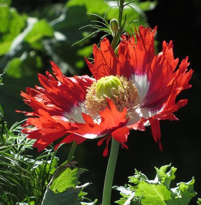 Papaver somniferum 'Danebrog Danish Flag' - Papoula Bandeira da Dinamarca, Papoula Franjada, Papoula Emplumada, Danish F