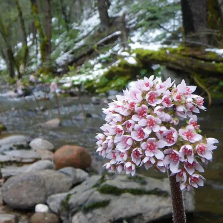 Darmera peltata (Peltiphyllum peltatum) - Planta Guarda-Chuva, Ruibarbo Indiano,Umbrella Plant, Indian Rhubarb