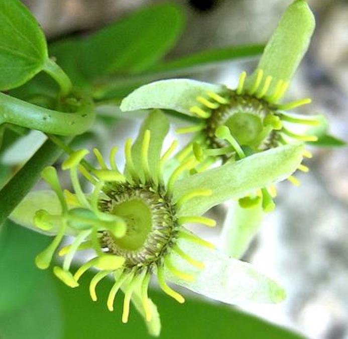 Passiflora Tiny star -  Maracujá Negro Doce, Maracujá Uva