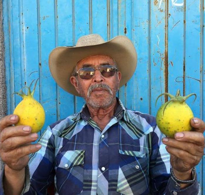 Jarilla caudata - Mamão caudata, Mamão de Coroa, Carica caudata, Jarilla