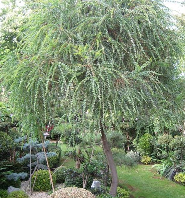 Acacia Pravíssima - Acacia, Ovens Wattle, Wedge-leaf Wattle