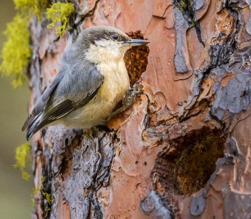 Pinus ponderosa - Pinheiro ponderosa, Pinheiro amarelo, Pinheiro Blackjaks