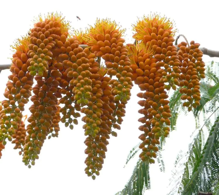 Colvillea racemosa - Árvore Gloriosa, Flor do Paraíso, Gloriosa de Madagascar