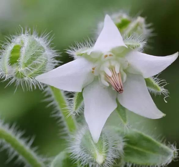 Borago Officinalis Alba - Borragem, Flor Da Alegria, Borage Floração Branco