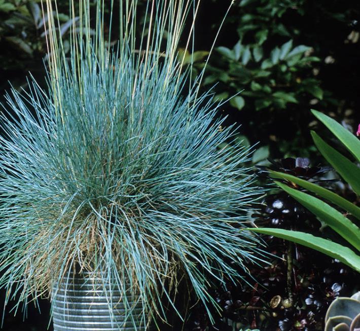 Festuca glauca 'Blue Select' - Grama Azul 'Seleção Azul', Blue Fescue Grass, Blue Select Grass