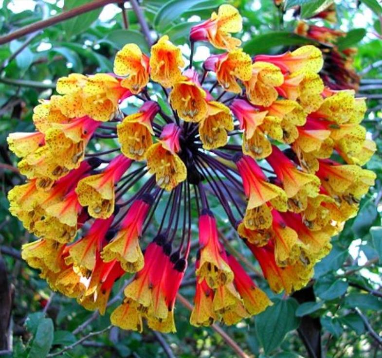 Bomarea multiflora - Bomarea, Trepadeira Lírio Bomarea, Lírio da Colômbia