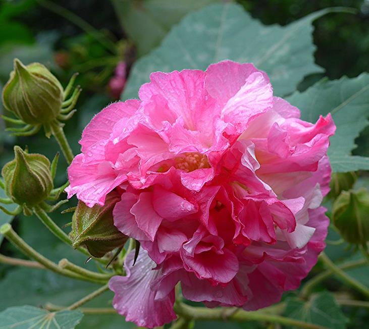 Hibiscus mutabilis - Rosa Confederada, Rosa Louca, Mimo de Vênus, Dixie Rosemalow
