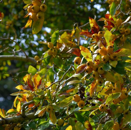 Crataegus mexicana - Planta do coração, tejocote, mini-maça mexicana