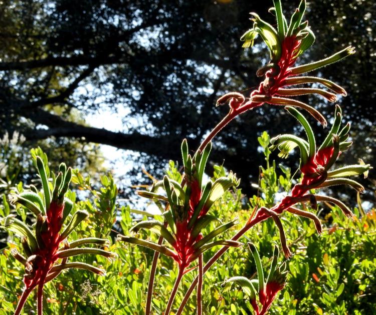Anigozanthos manglesii - Pata de Canguru Vermelho e Verde, Kangaroo Paw