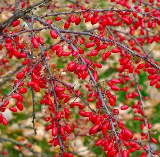 Berberis thunbergii Atropurpurea - Berberis Atropurpurea, Bérbere Japonês, Uva do Japão, Uva dos Jardins