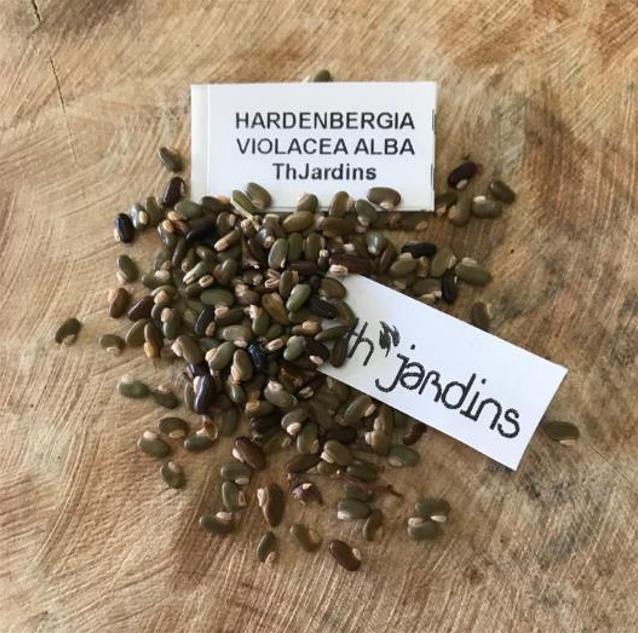 Hardenbergia violacea Alba - Trepadeira Andarilho Branco, Wisteria Branca Australiana, Salsaparilha Selvagem