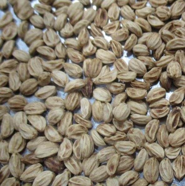 Ilex aquifolium - Azevinho, Arbusto de Natal, Azevim, Azevinheiro, Espinho-de-Cristo