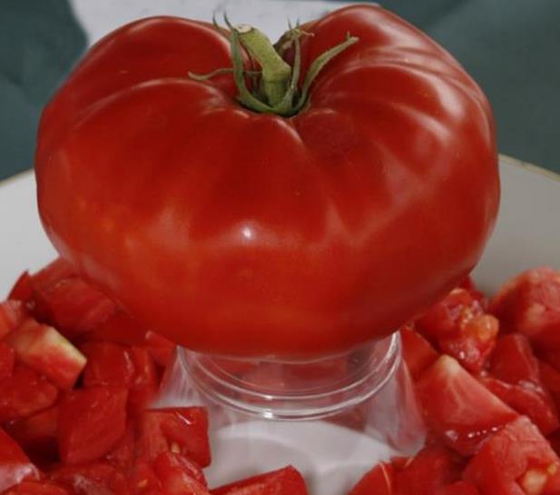 Solanum lycopersicon Gigante Liscio (Nova seleção com Certificação Orgânica) - Tomate Gigante Liscio (Nova Seleção)