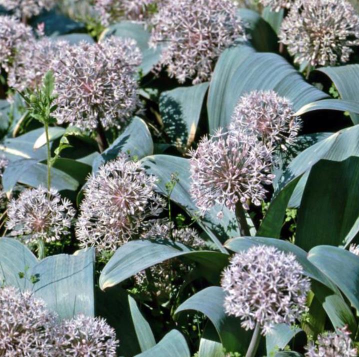 Allium karataviense - Cebola ornamental, Turkestan Allium, Turkestan Onion