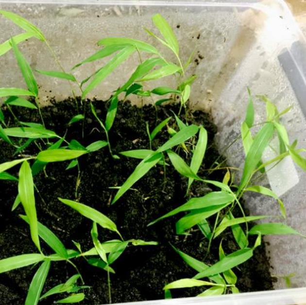 Bambusa bambos (Bambusa arundinacea) - Bambu Indiano, Bambu Gigante, Giant Thorny Bamboo