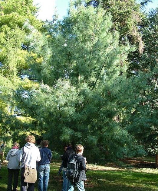 Pinus armandii - Davids Pine, Pinheiro Branco Chinês, Hua Shan Song (Chinês)