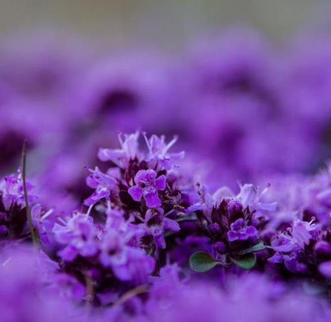 Thymus (Kit com 4 variedades) - Tomilho, Timo (Kit com 4 variedades)