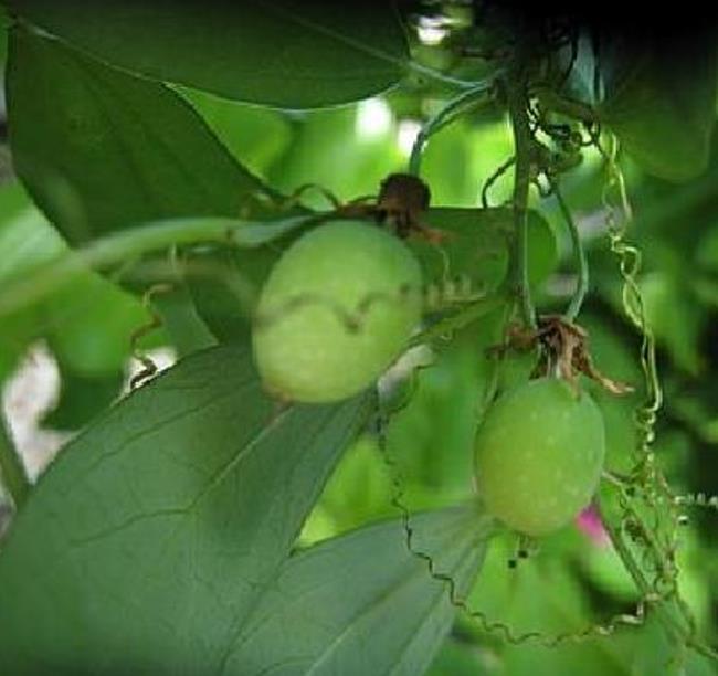 Passiflora Tiny star -  Maracujá Negro Doce, Maracujá Uva