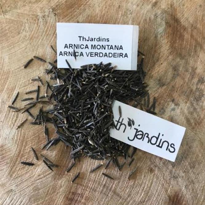 Arnica montana - Arnica verdadeira, Arnica da montanha